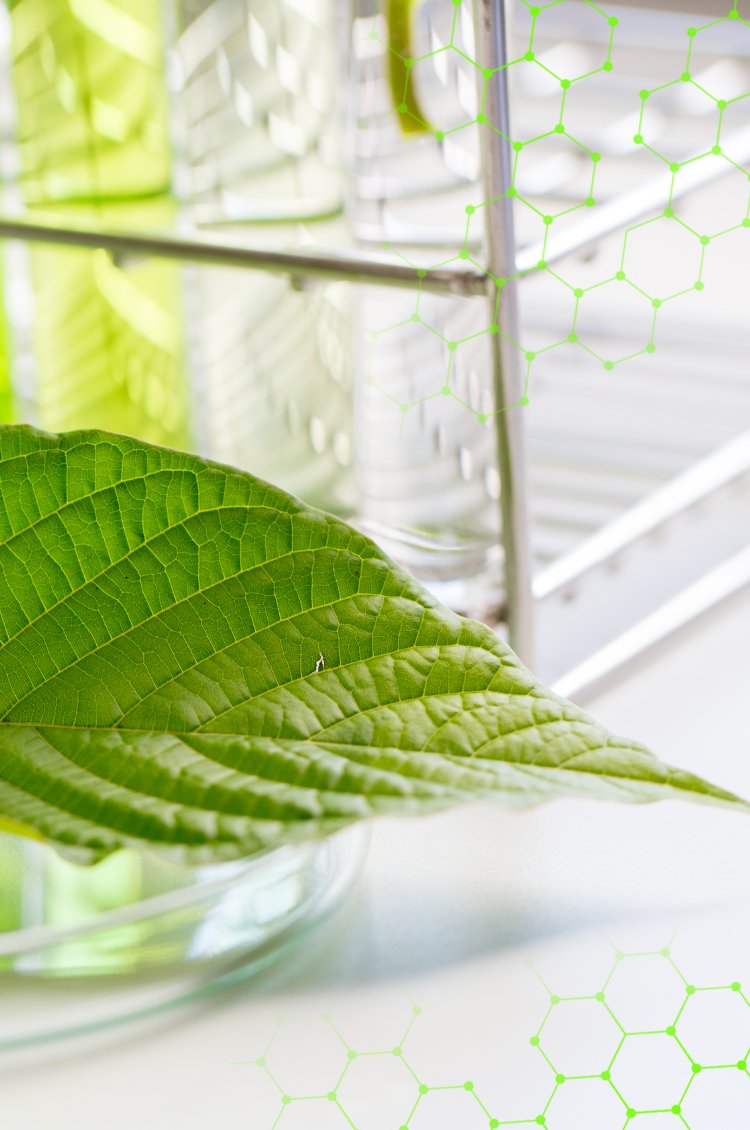 Banner Innovación BioD