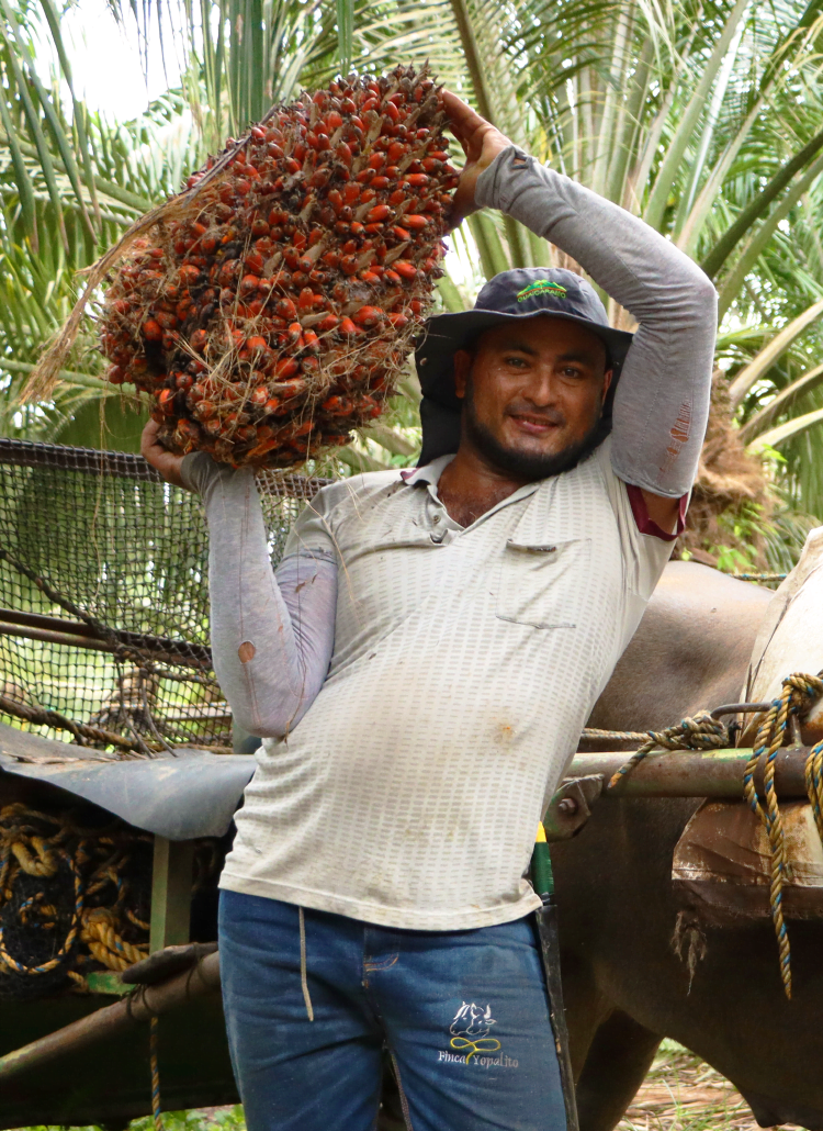 Banner Socios Proveedores BioD