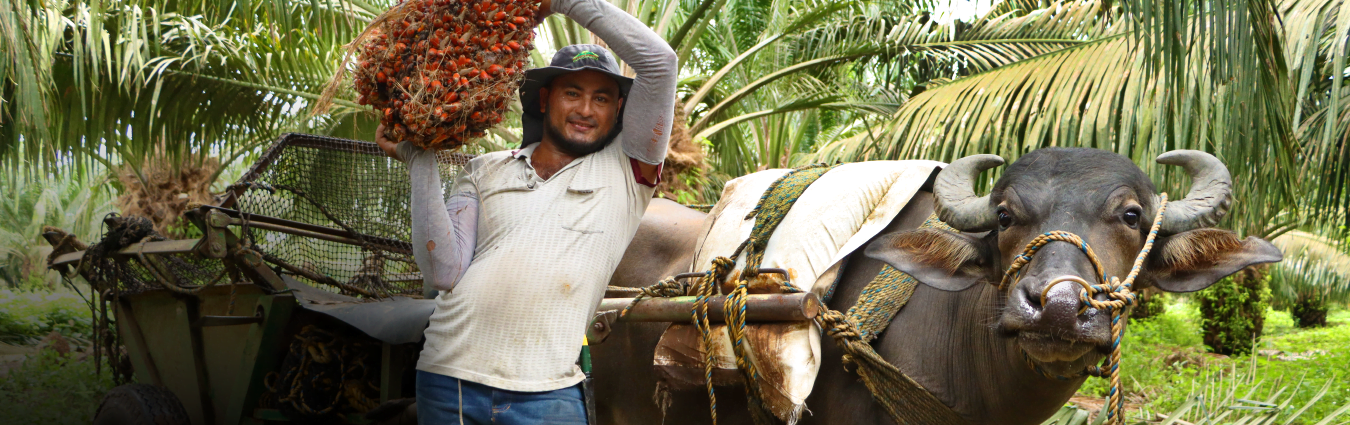 Banner Socios Proveedores BioD